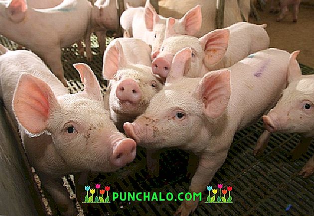 Pierderea în greutate a porcului Calorii de porc - Poți pierde în greutate cu Porc Diet Maker