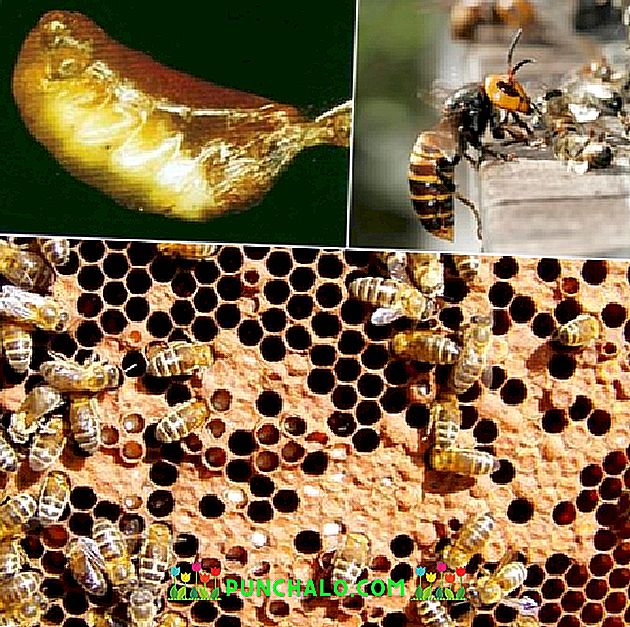 halott méhek kezelése cukorbetegség)